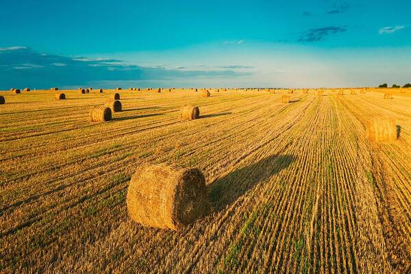 Landscapeaerial Poster featuring the photograph Aerial View Of Summer Hay Rolls Straw #7 by Ryhor Bruyeu