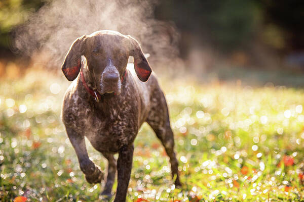 Dog Poster featuring the photograph German Shorthaired Pointer Hunting With Steam Rising On Cold Morning #7 by Cavan Images