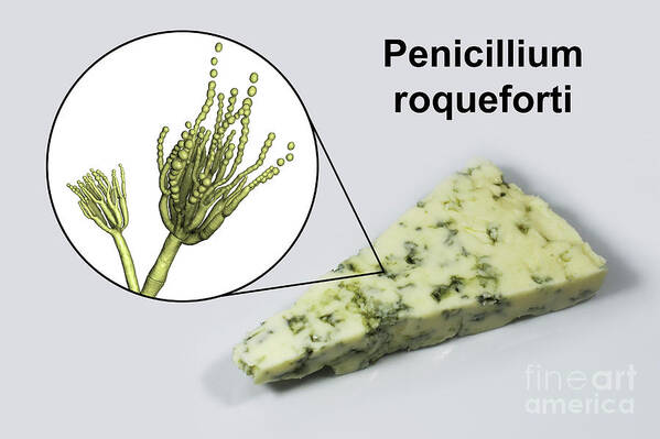 Blue Poster featuring the photograph Penicillium Fungus And Roquefort Cheese #7 by Kateryna Kon/science Photo Library