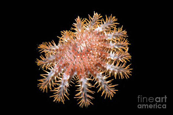 Acanthaster Planci Poster featuring the photograph Crown-of-thorns Starfish #8 by Georgette Douwma/science Photo Library