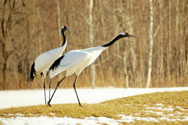 Akan International Crane Center Poster featuring the photograph Asia, Japan, Hokkaido, Kushiro, Akan #9 by Ellen Goff