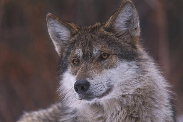 Animal Poster featuring the photograph Wolf #9 by Brian Cross