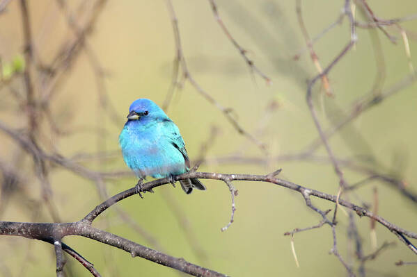 Indigo Bunting Poster featuring the photograph A beautiful Blue Gem by Brook Burling