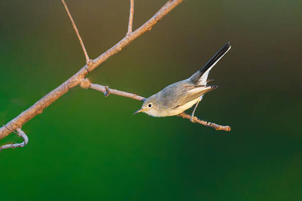 Nature Poster featuring the photograph A Blue-gray Gnatcatcher by Mike He