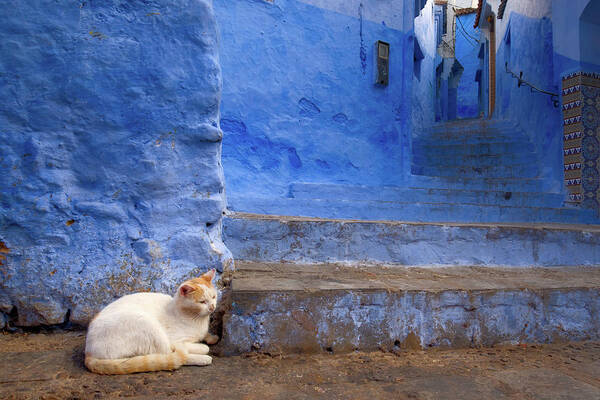 Cat Poster featuring the photograph A Cat in Chefchaouen by Nicole Young