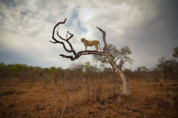 Scenics Poster featuring the photograph A Female Lion Standing On Bare Branch by Sean Russell