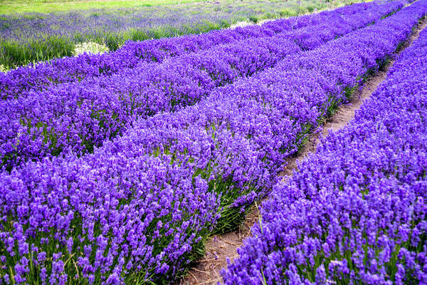 Lavender Poster featuring the photograph Oceans of Lavender, its harvest time by Leslie Struxness