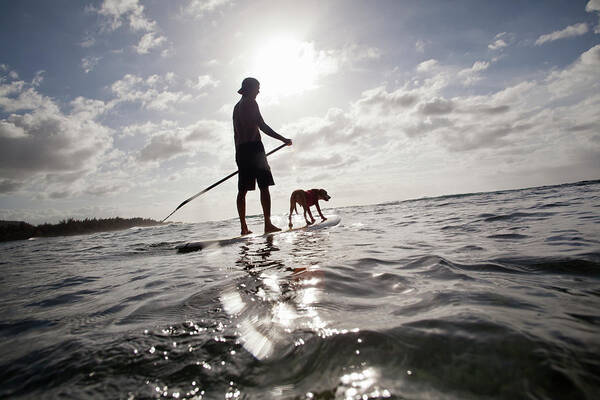 Pets Poster featuring the photograph A Man And His Dog On A Stand Up Paddle by Noel Hendrickson