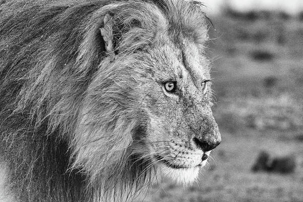 Lion Poster featuring the photograph A Monochrome Male Lion by Mark Hunter