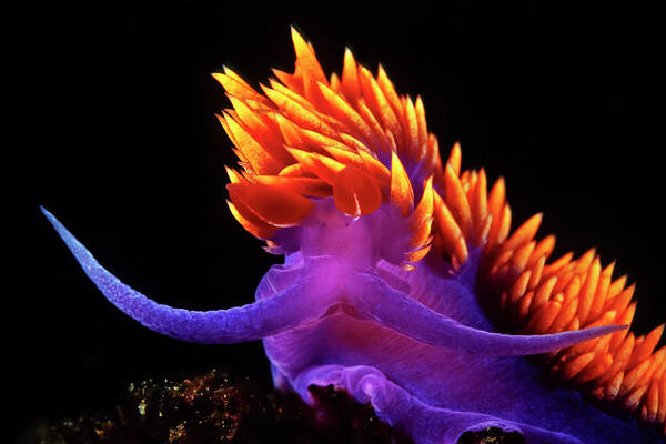 Nudibranch Poster featuring the photograph A Spanish Shawl Nudibranch Dances With The Currents, Channel Islands. by Cavan Images