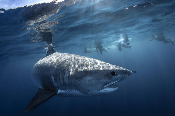 Close Poster featuring the photograph A Tiger Shark Is Looking At Me by Barathieu Gabriel