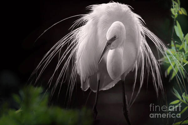 Great Egret Poster featuring the photograph A Touch Of Class - Great Egret With Plumage by Mary Lou Chmura