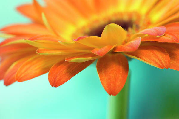 Orange Color Poster featuring the photograph A Vibrant Yellow-orange Gerbera Daisy by Shanna Baker