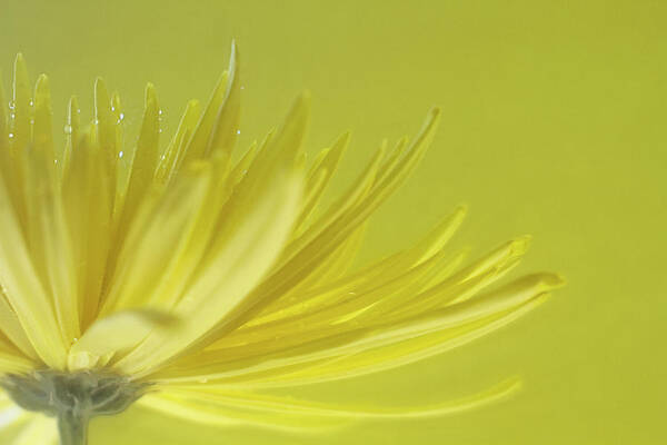 Petal Poster featuring the photograph A Yellow Flower Against Yellow Backdrop by Images By Debbie Wibowo