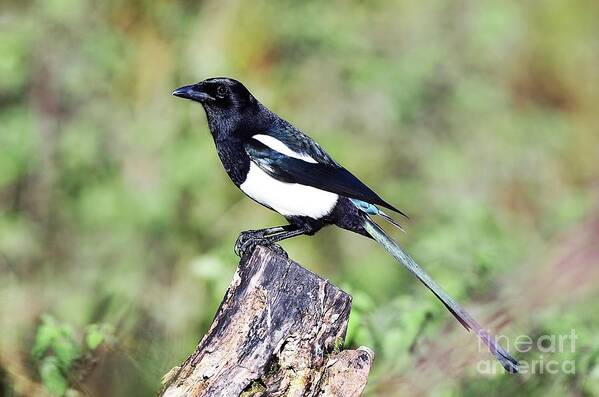 Common Magpie Poster featuring the photograph Adult Common Magpie by Colin Varndell/science Photo Library