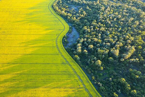 Landscape Poster featuring the photograph Aerial Drone Top View Of Yellow by Ivan Kmit
