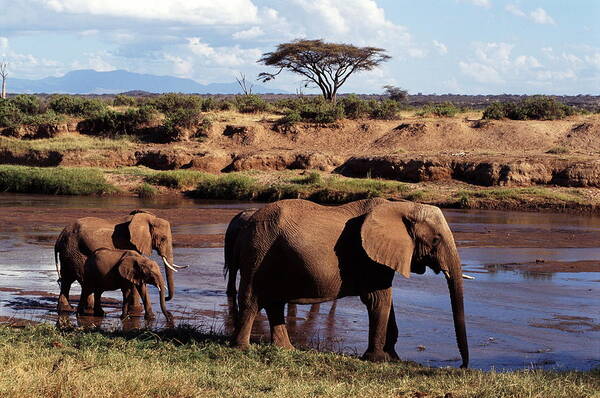 Kenya Poster featuring the photograph African Elephants Loxodonta Africana by John Giustina