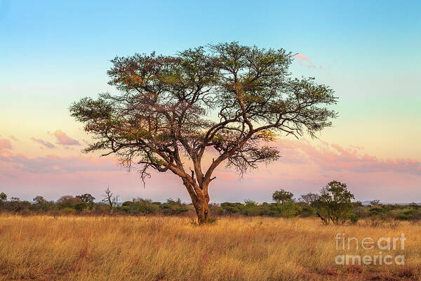 Serengeti Poster featuring the photograph African Savannah wallpaper by Benny Marty