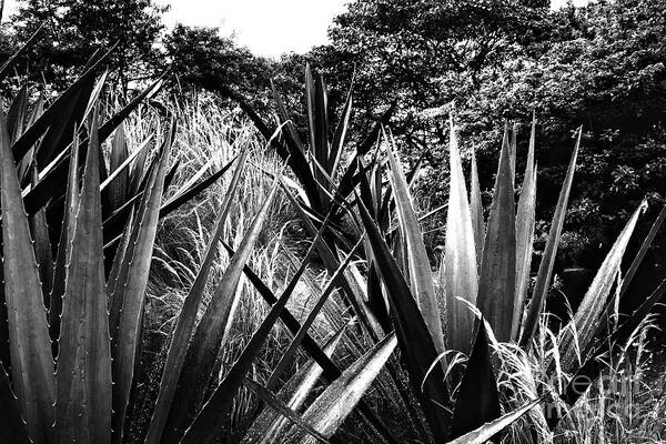 Agave Poster featuring the photograph Agave by Cassandra Buckley