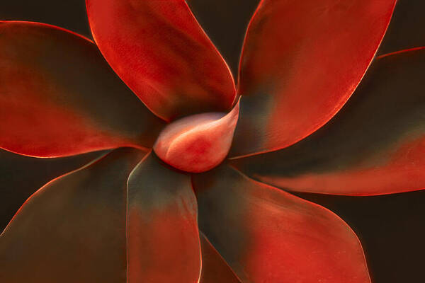 Leaf
Leaves
Plant
Agave
Patterns
Nature Poster featuring the photograph Agave In Red by Robin Wechsler
