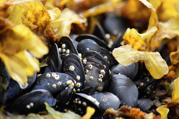 Barnacle Poster featuring the photograph Alaska, Ketchikan, Mussels On Beach by Savanah Plank