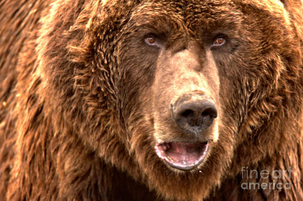 Brown Bear Poster featuring the photograph Alaskan Grizzly Closeup by Adam Jewell