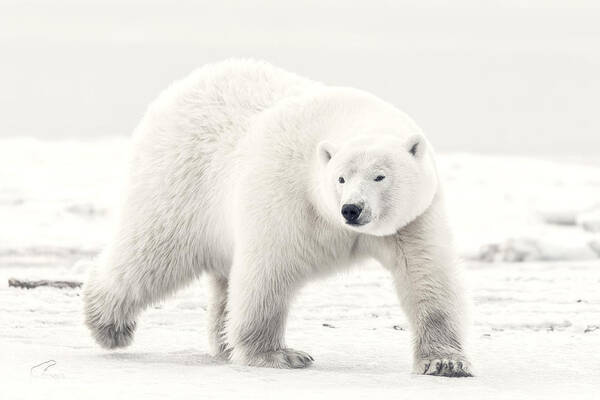 Polarbear Poster featuring the photograph Alaskan King by Eiji Itoyama