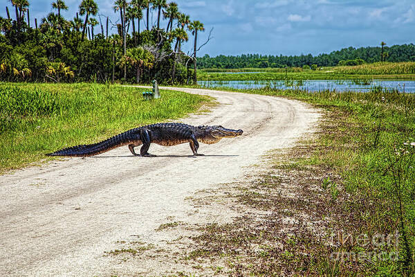 Photographs Poster featuring the photograph Alligator Crossing by Felix Lai