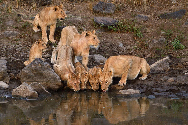 River Poster featuring the photograph Along The Mara by Muriel Vekemans