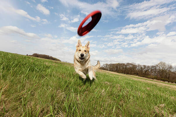 Catching Poster featuring the digital art Alsatian Dog Running Through Field To Catch Frisbee by Zave Smith
