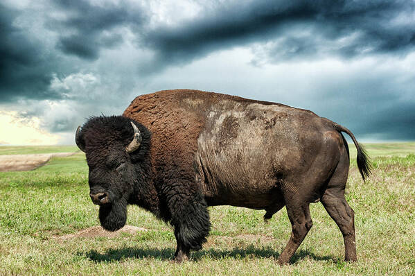 Horned Poster featuring the photograph American Bison Against Stormy Sky by Mike Hill