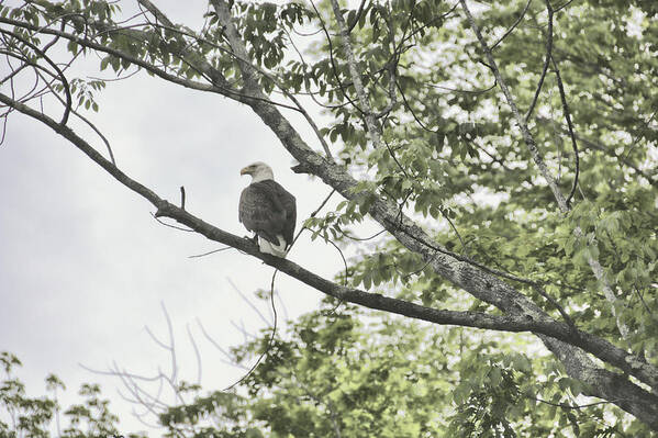 America Poster featuring the photograph American Eagle by JAMART Photography