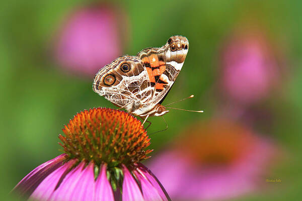 Butterfly Poster featuring the photograph American Painted Lady Butterfly by Christina Rollo