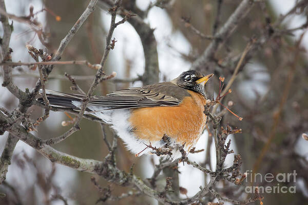 Nature Poster featuring the photograph American Robin Red Breast by Sharon McConnell