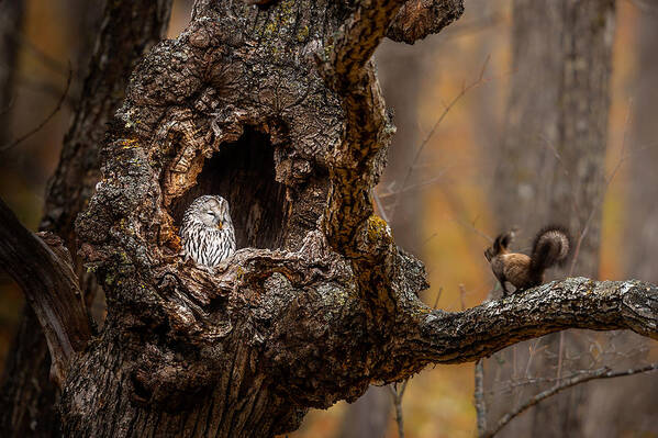 Owl Poster featuring the photograph An Owl & A Squirrel by Hung Tsui