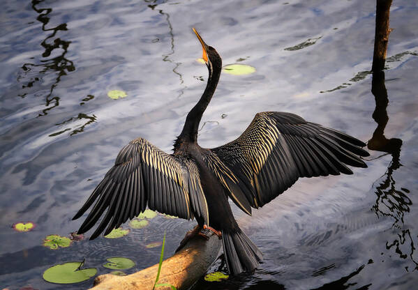  Poster featuring the photograph Anhinga by Zina Heg