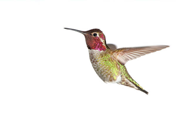 Hanging Poster featuring the photograph Annas Hummingbird - Male, White by Birdimages