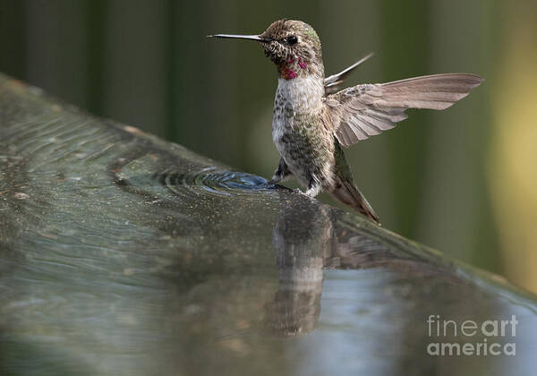 Hummingbird Poster featuring the photograph Anna's in the Fountain by Lisa Manifold