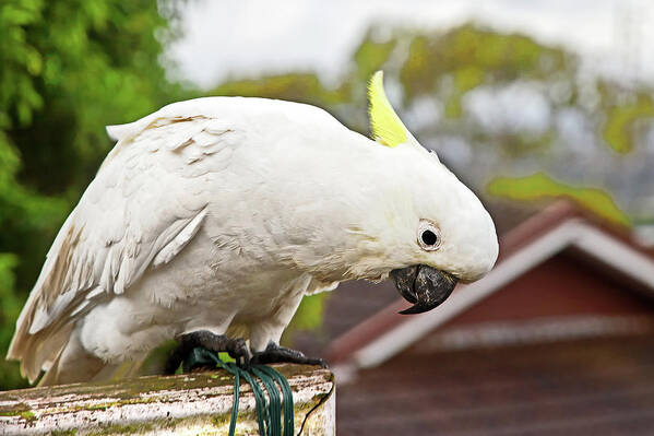 Sulphur-crested Poster featuring the photograph Any Food For Me by Miroslava Jurcik