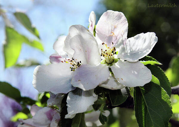 Flowers Poster featuring the photograph Apple Blossoms by John Lautermilch