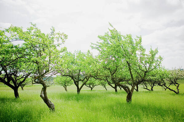 Sweden Poster featuring the photograph Apple-trees Skane Sweden by Roine Magnusson