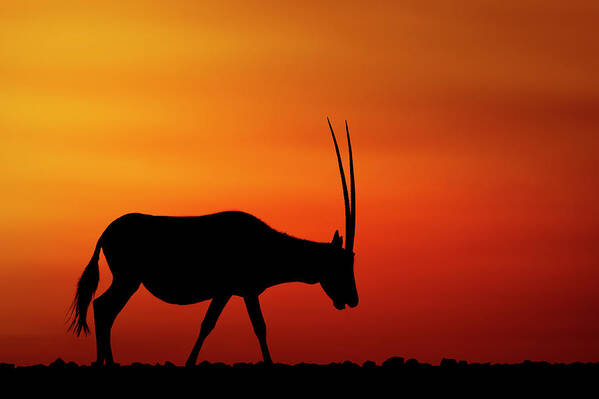 Graphic Poster featuring the photograph Arabian Oryx by Haitham Al Farsi