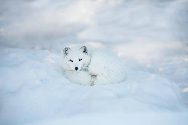 Svalbard Islands Poster featuring the photograph Arctic Fox Resting In The Snow by Seppfriedhuber