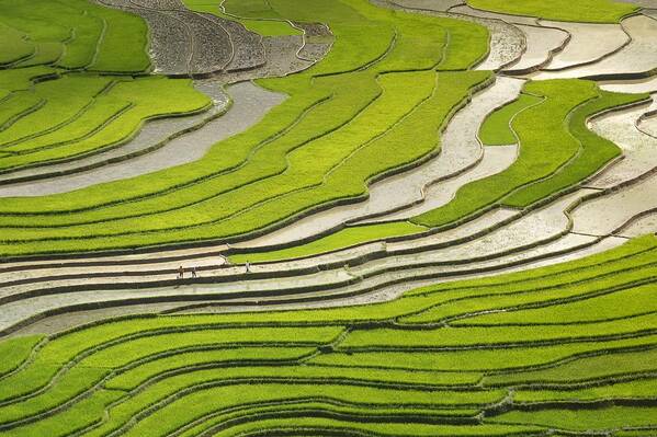 Landscape Poster featuring the photograph Asian rice field by Top Wallpapers