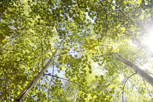 Branch Poster featuring the photograph Aspen Canopy with Sun Flare by Lincoln Rogers