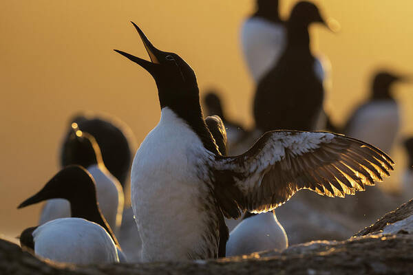 Animal Poster featuring the photograph Atlantic Guillemot Calling And Flapping Wings At Sunset by Staffan Widstrand / Naturepl.com