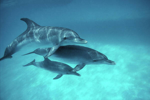 Animal Themes Poster featuring the photograph Atlantic Spotted Dolphins Stenella by Georgette Douwma