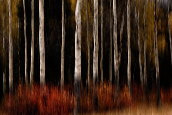 Trees Poster featuring the photograph Autumn Abstract by Catherine Reading