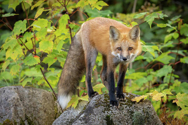 Maine Poster featuring the photograph Autumn Fox II by Colin Chase
