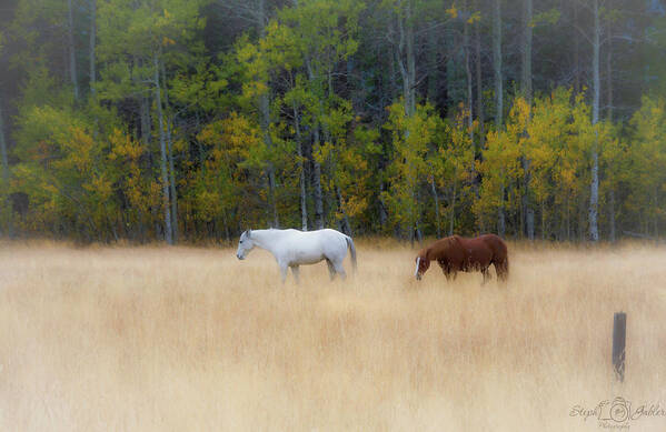 Horse Poster featuring the photograph Autumn Horse Meadow by Steph Gabler